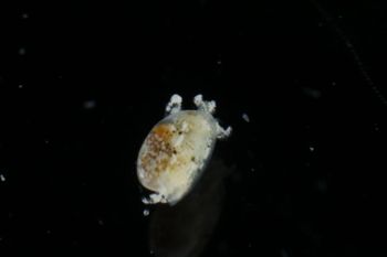 Media type: image;   Malacology 393732 Description: live specimen;